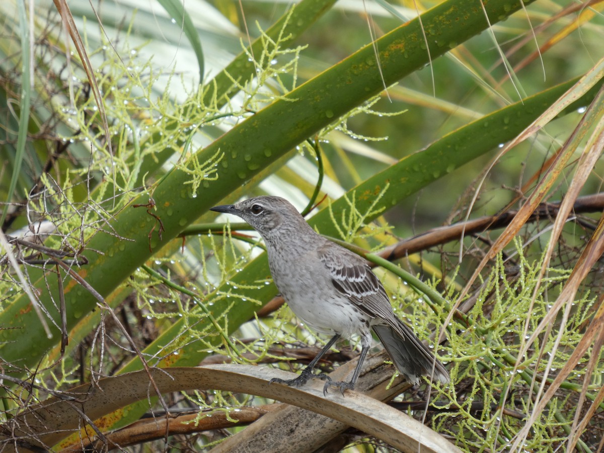 Gundlachspottdrossel - ML646920466