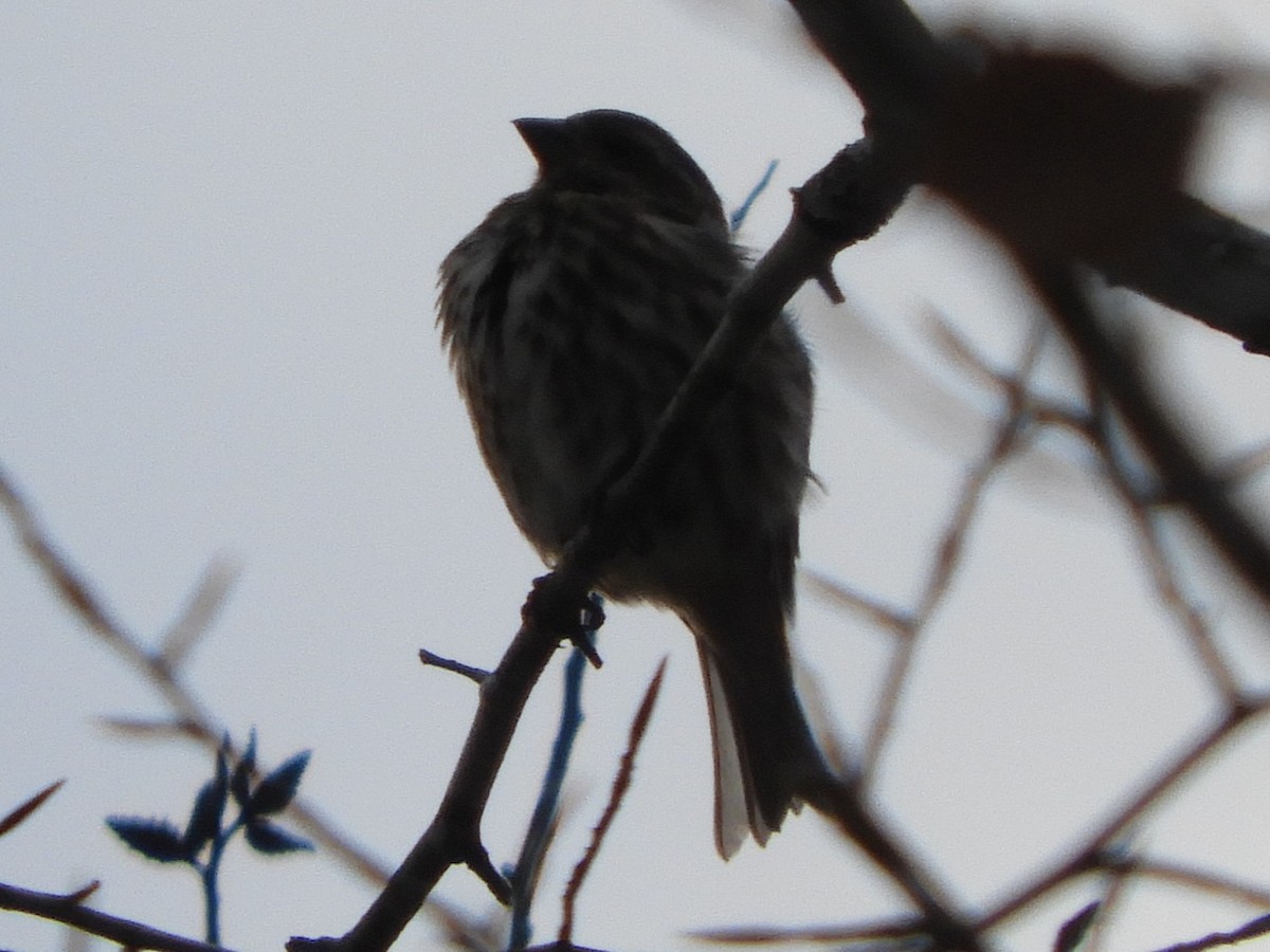 Purpurgimpel - ML646920467