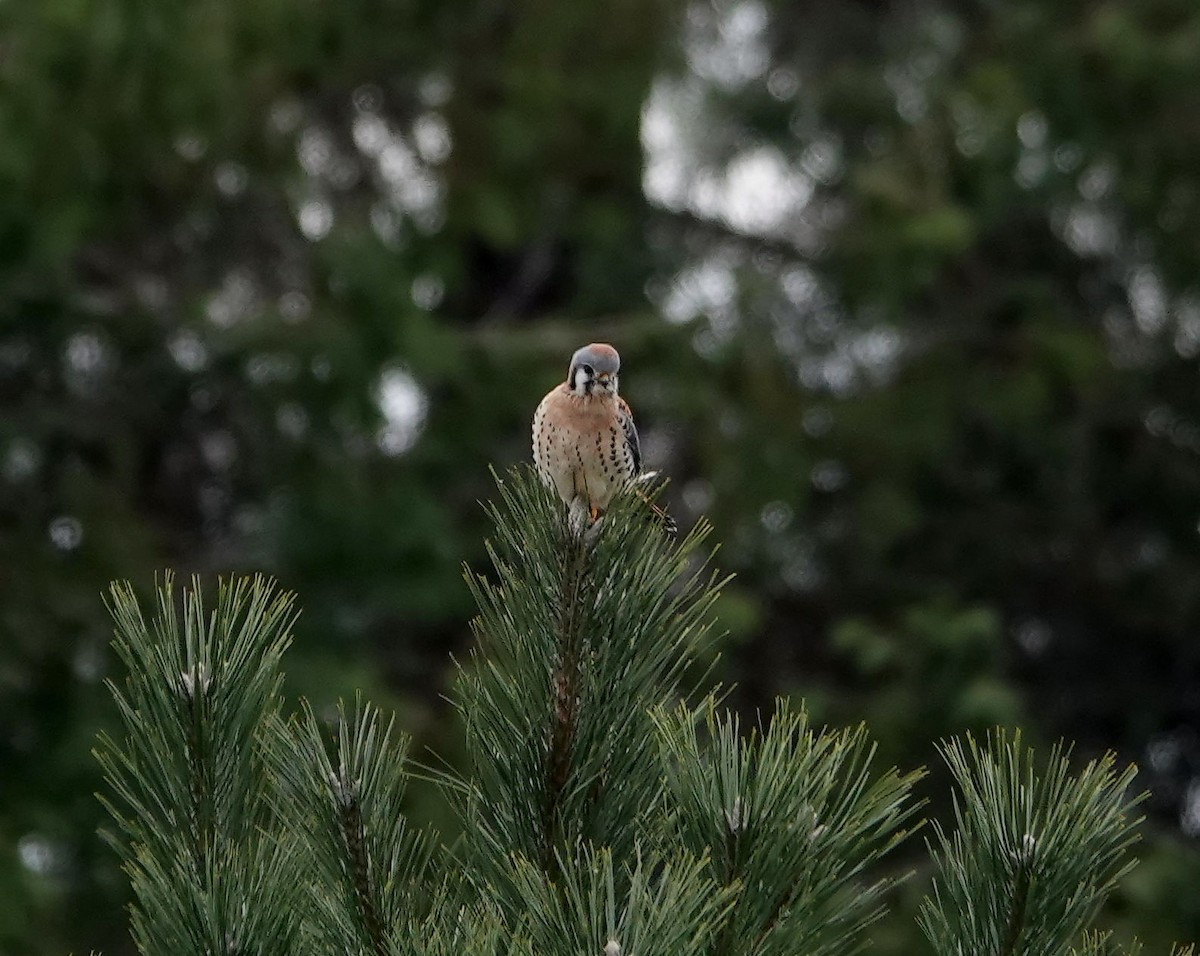 Buntfalke - ML646920468