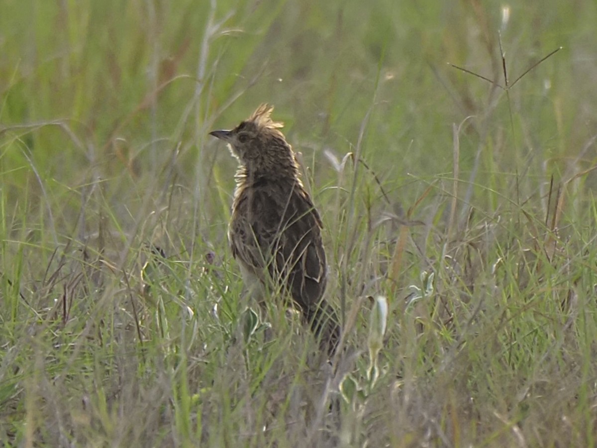 Kurzhaubenlerche - ML646920469