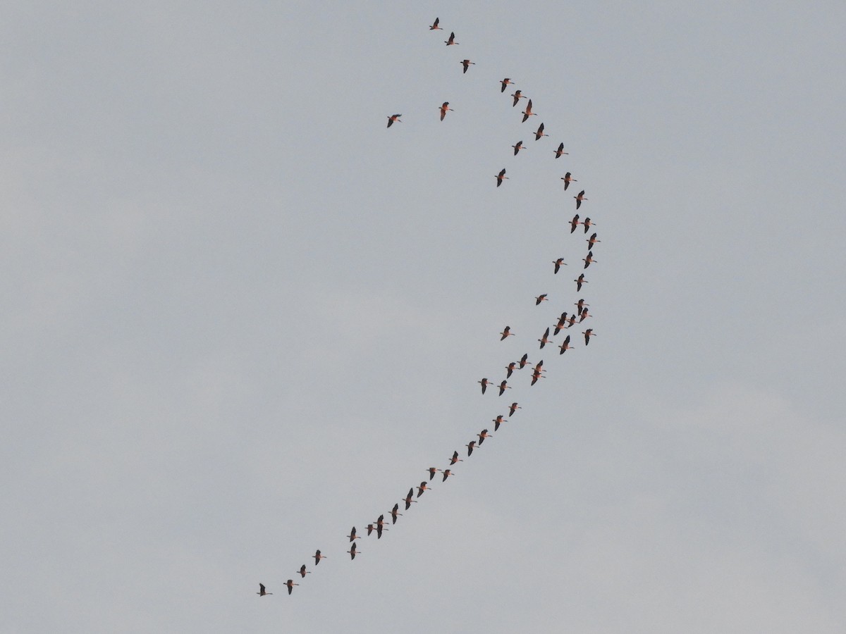 Canada Goose - ML646920472