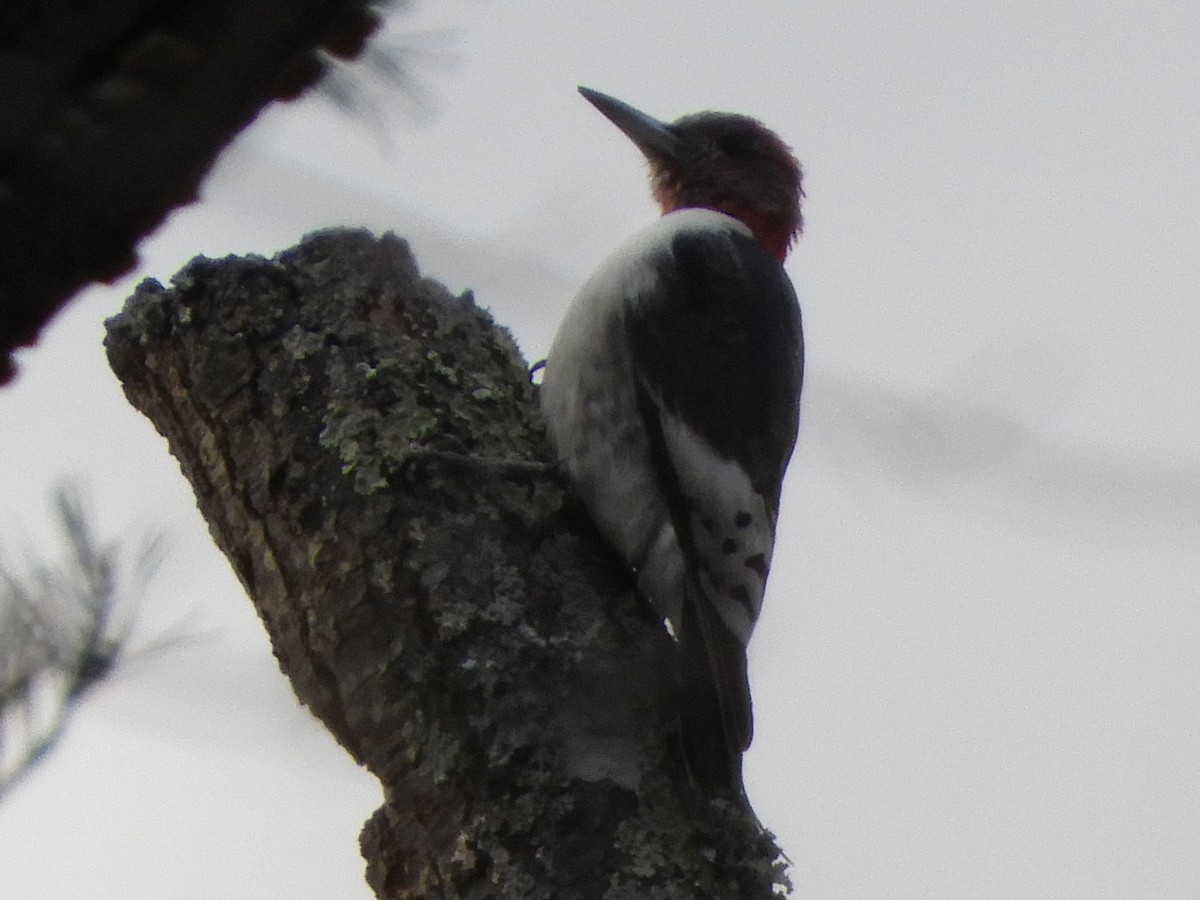Red-headed Woodpecker - ML646920477