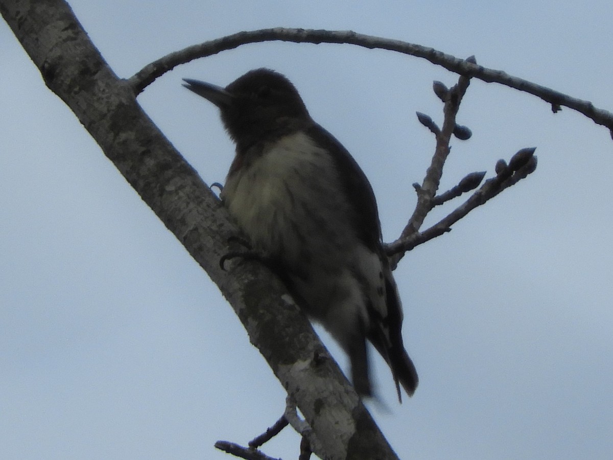 Red-headed Woodpecker - ML646920478