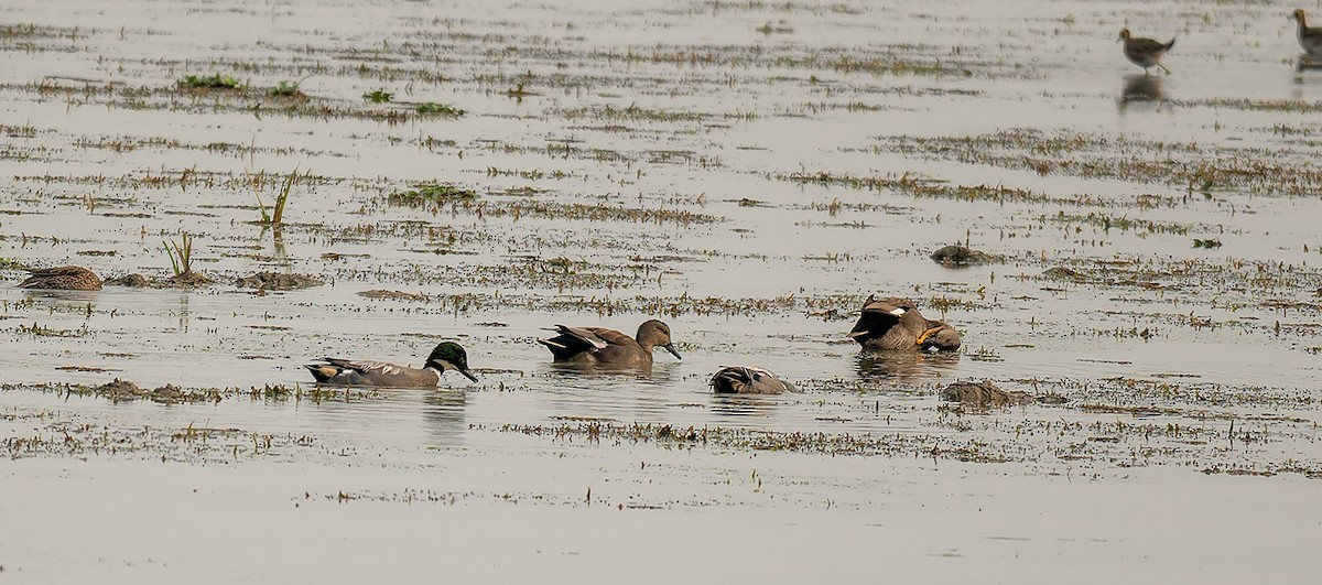 ヨシガモ - ML646920479