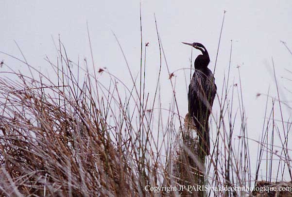 African Darter - ML646920480