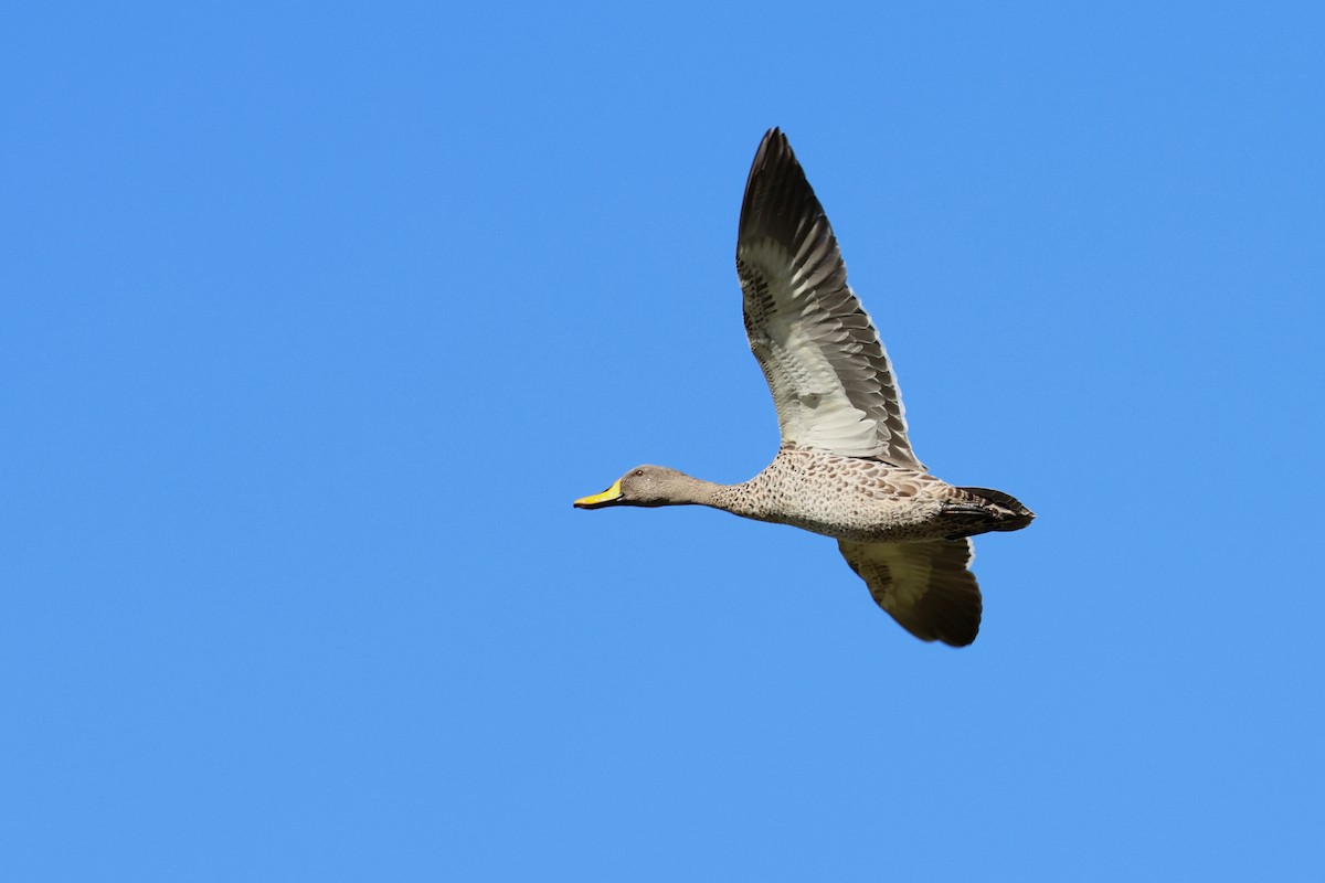 Yellow-billed Duck - ML646920484