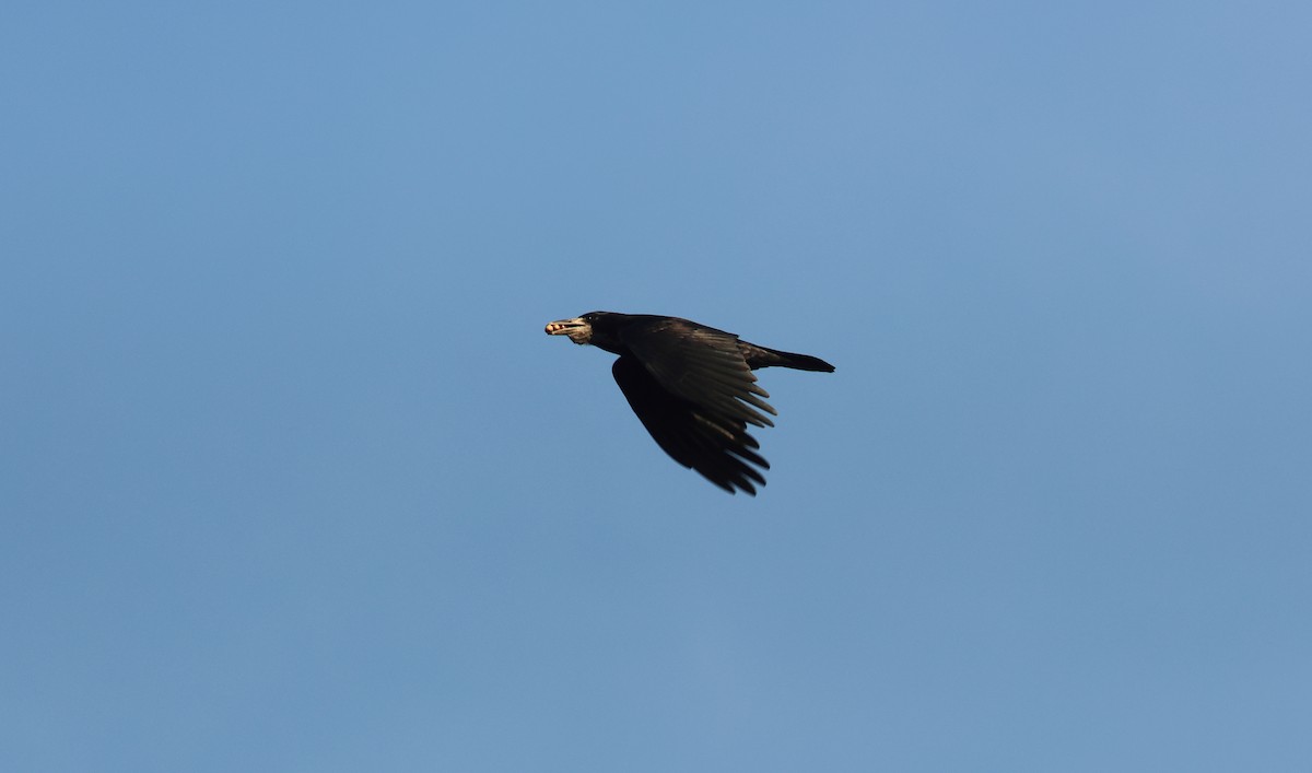 禿鼻鴉 - ML646920485