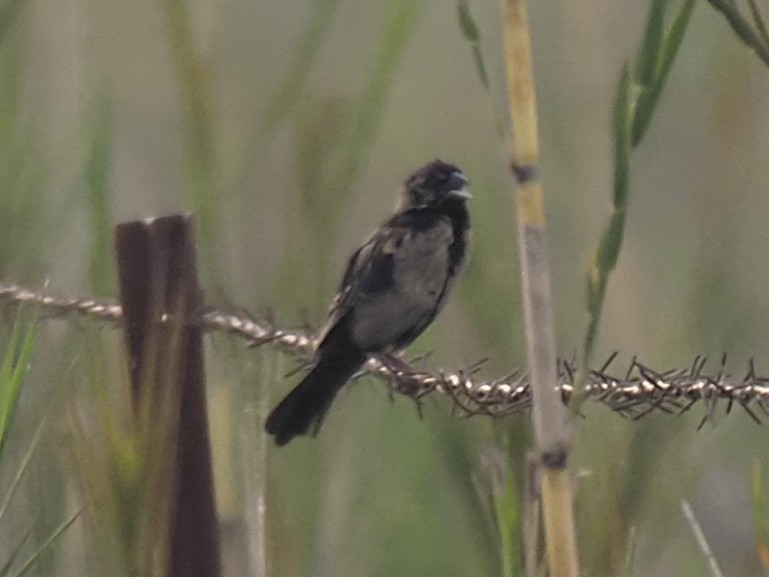 White-winged Widowbird - ML646920487