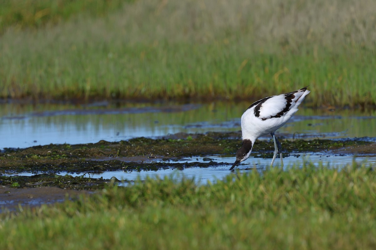 Pied Avocet - ML646920494