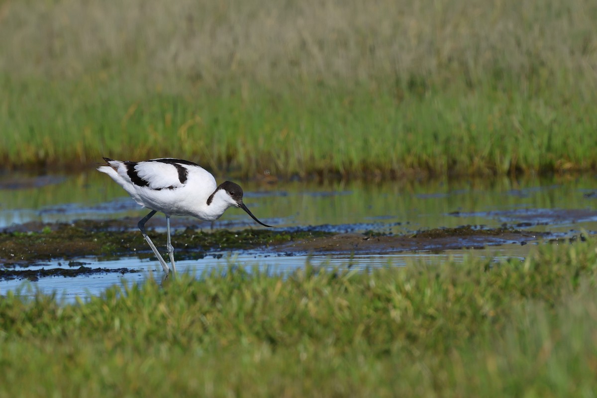 Pied Avocet - ML646920495
