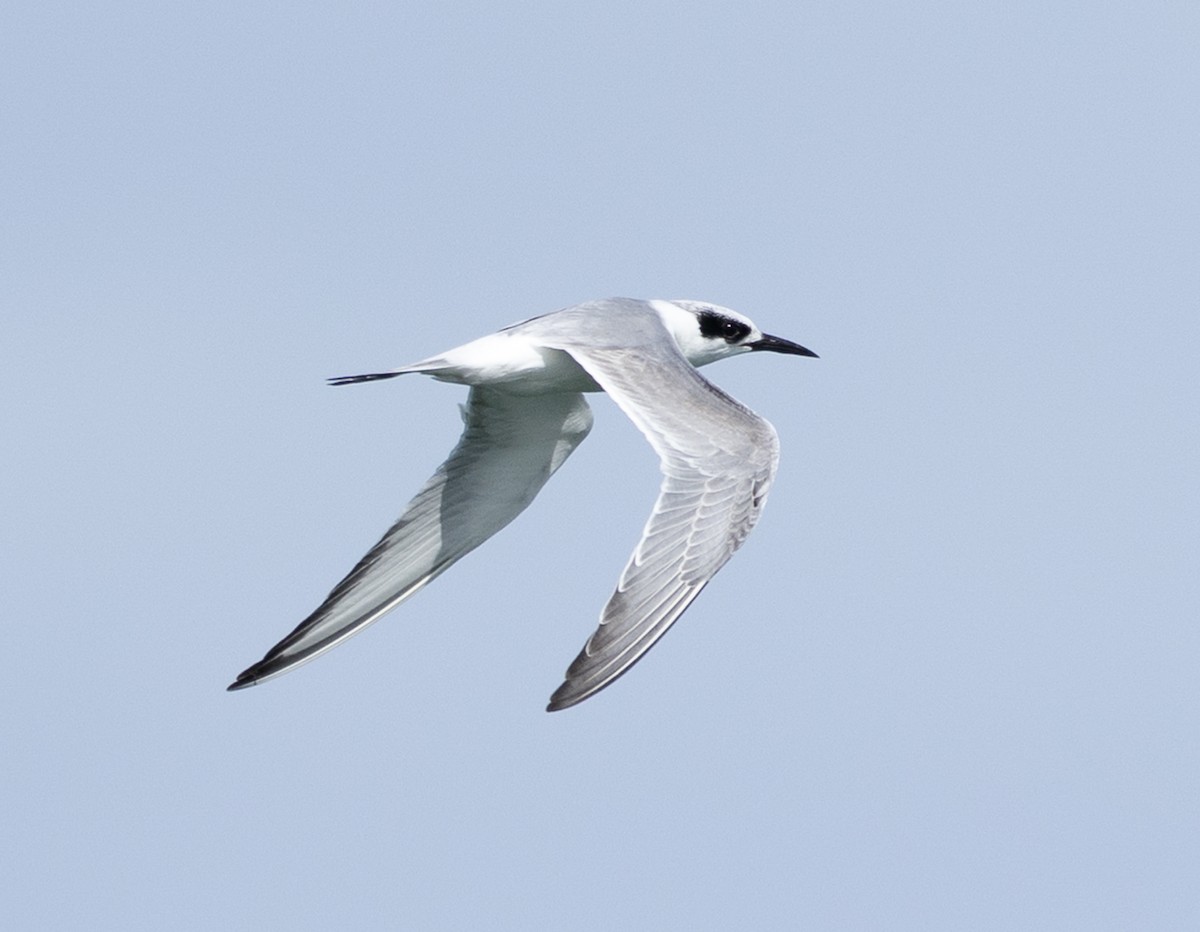 Forster txenada - ML646920496