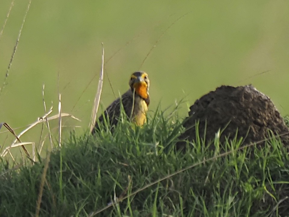 Sentinelle du Cap - ML646920502