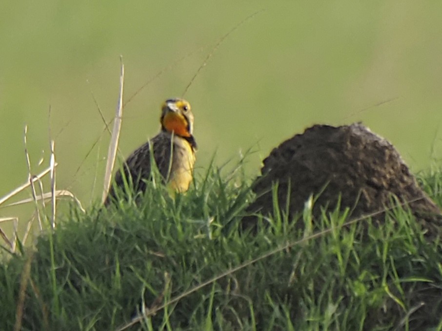 Sentinelle du Cap - ML646920503
