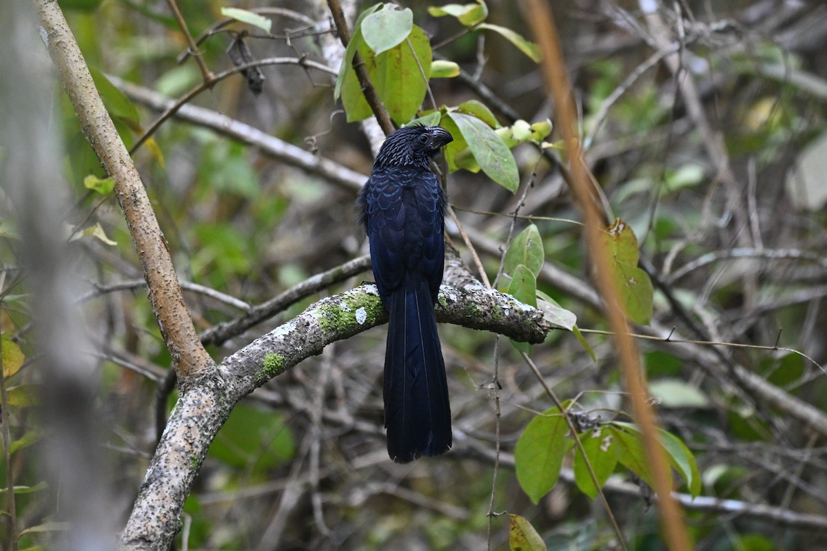 Ani à bec cannelé - ML646920506