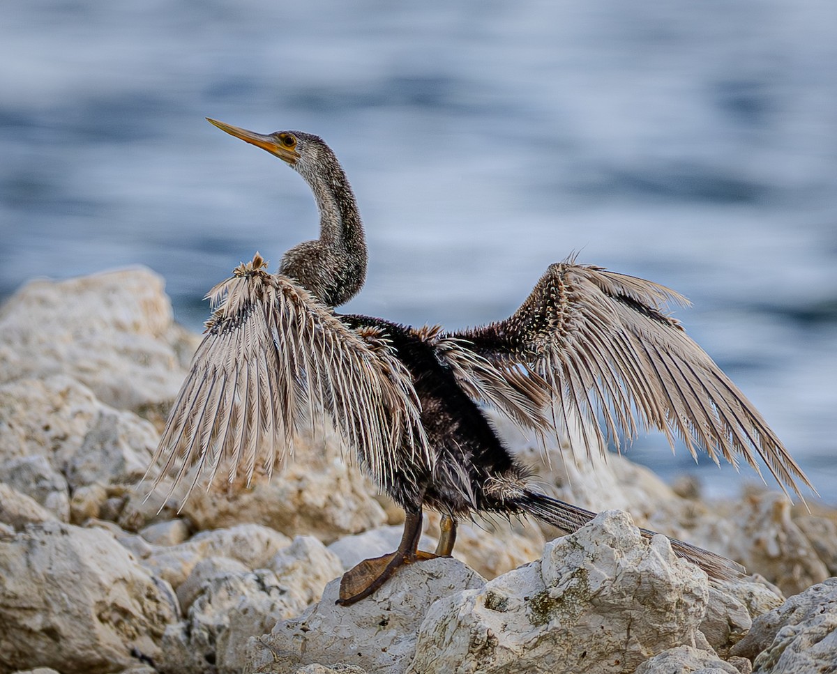 Anhinga amerikarra - ML646920507