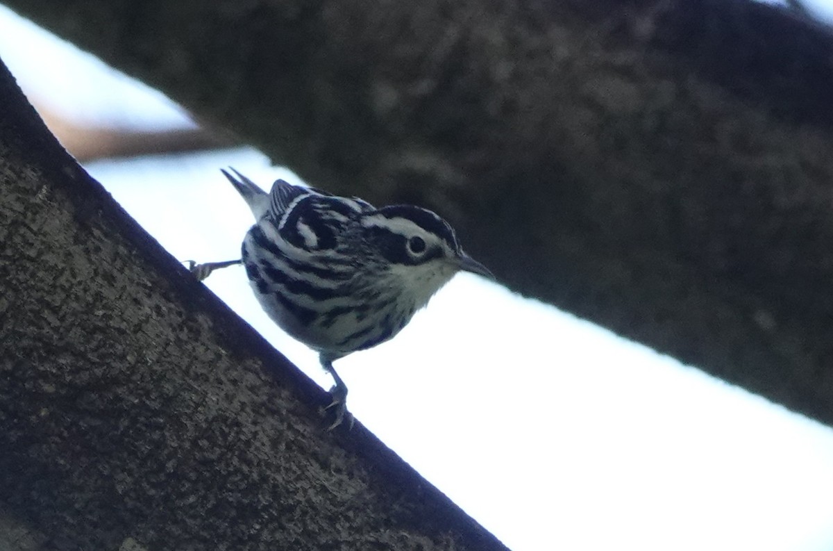 Black-and-white Warbler - ML646920509