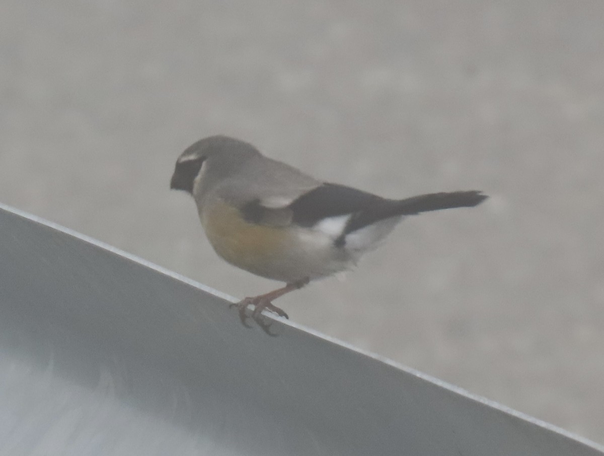 Taiwan Bullfinch - ML646920510