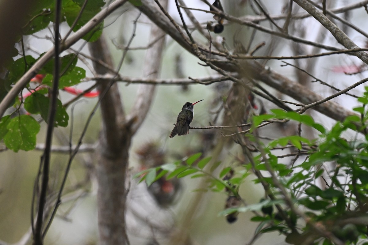 Ariane de Lesson - ML646920511