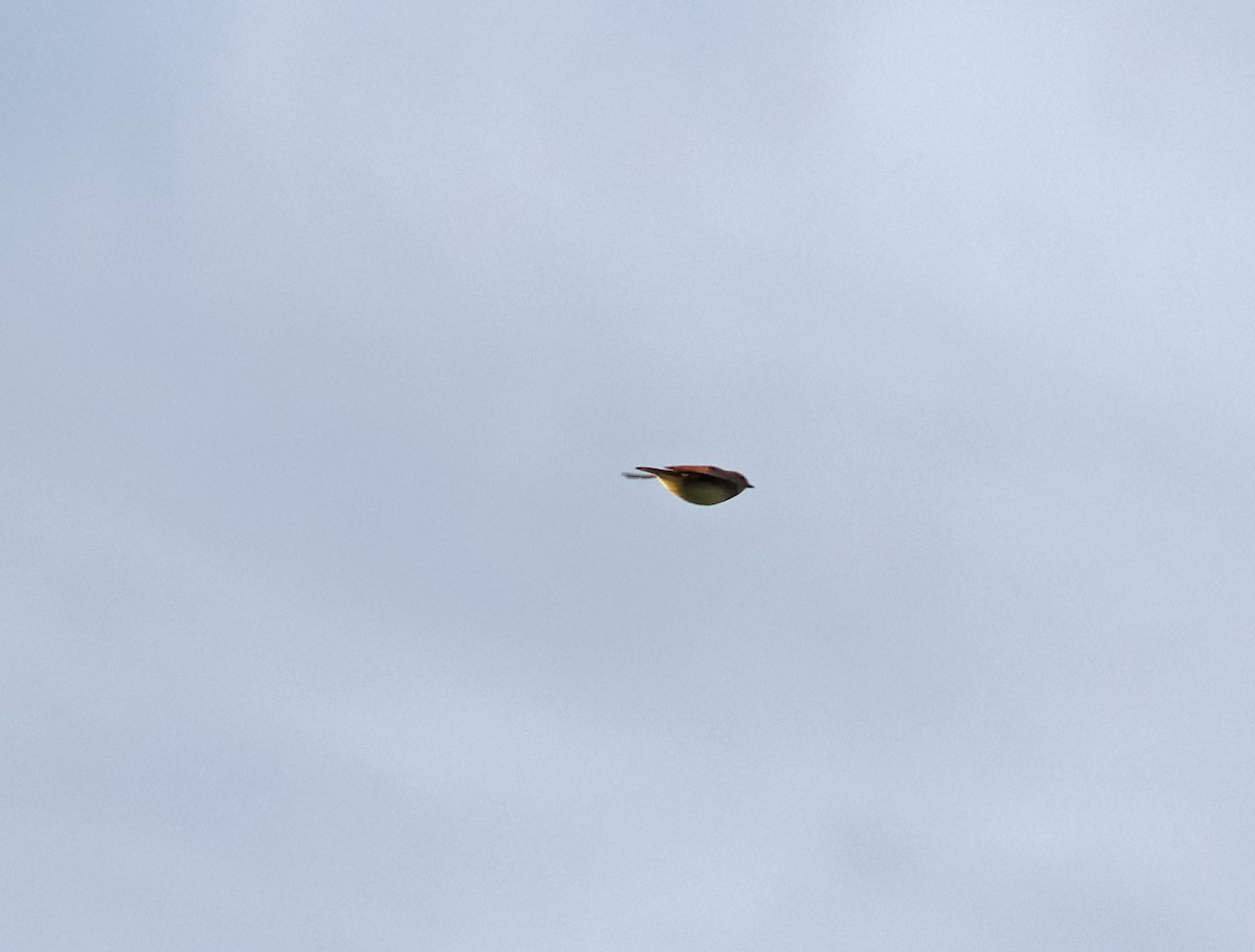 歐亞雲雀 - ML646920512