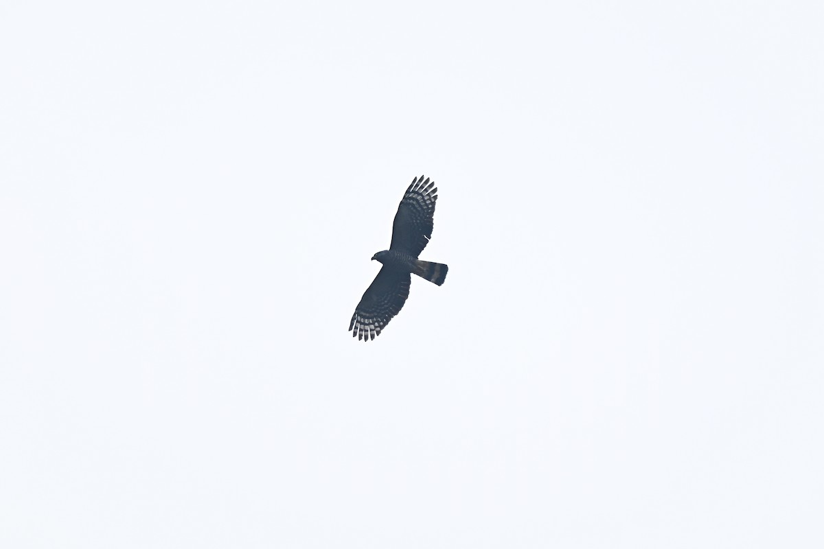 Hook-billed Kite - ML646920517