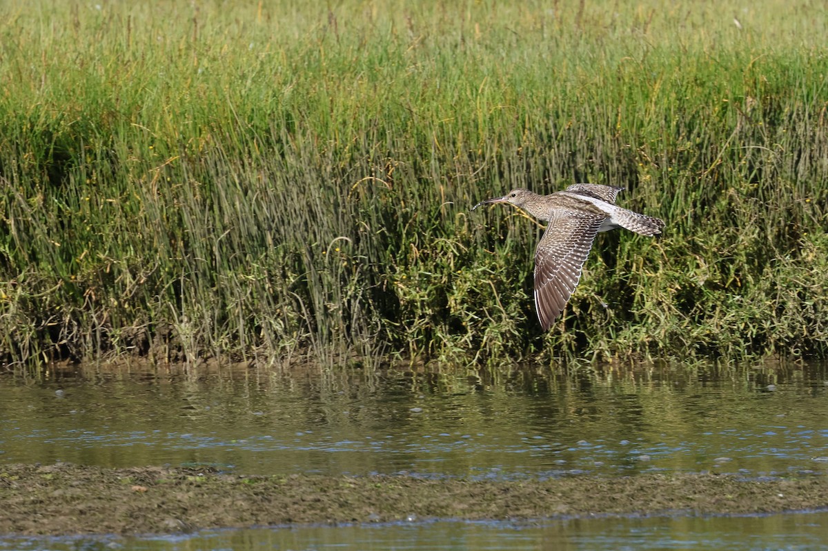 Eurasian Whimbrel - ML646920518