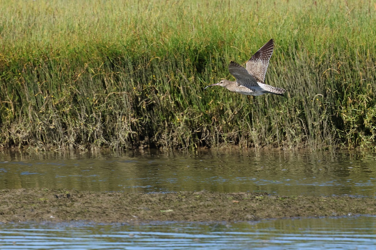 Eurasian Whimbrel - ML646920519
