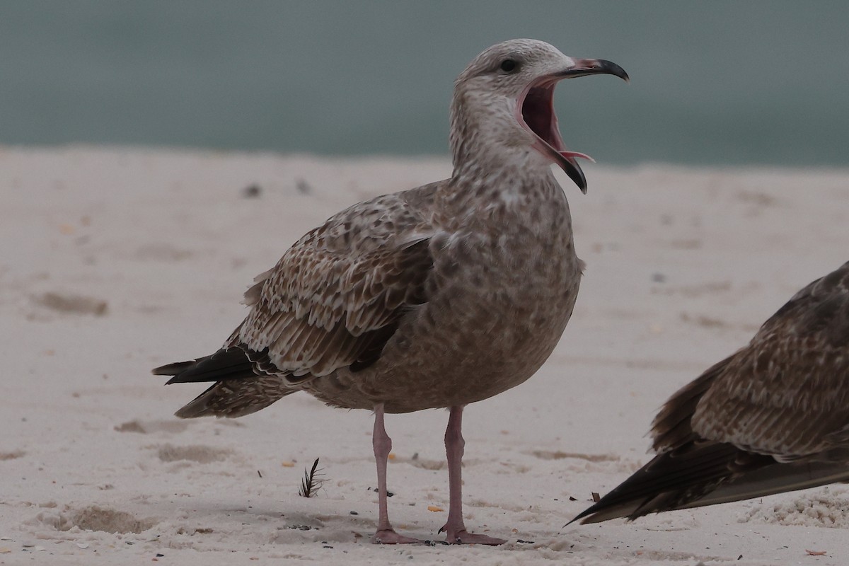 racek americký - ML646920520