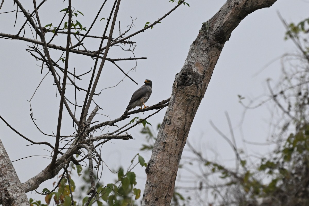 Roadside Hawk - ML646920522
