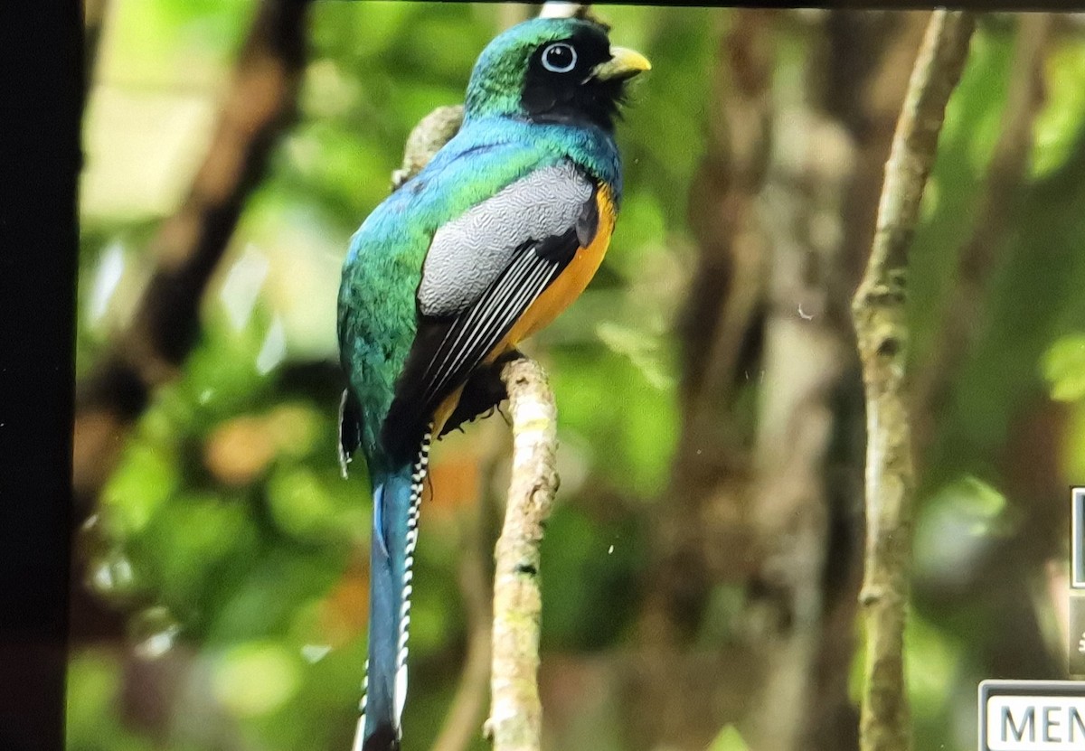 Graceful Black-throated Trogon - ML646920524