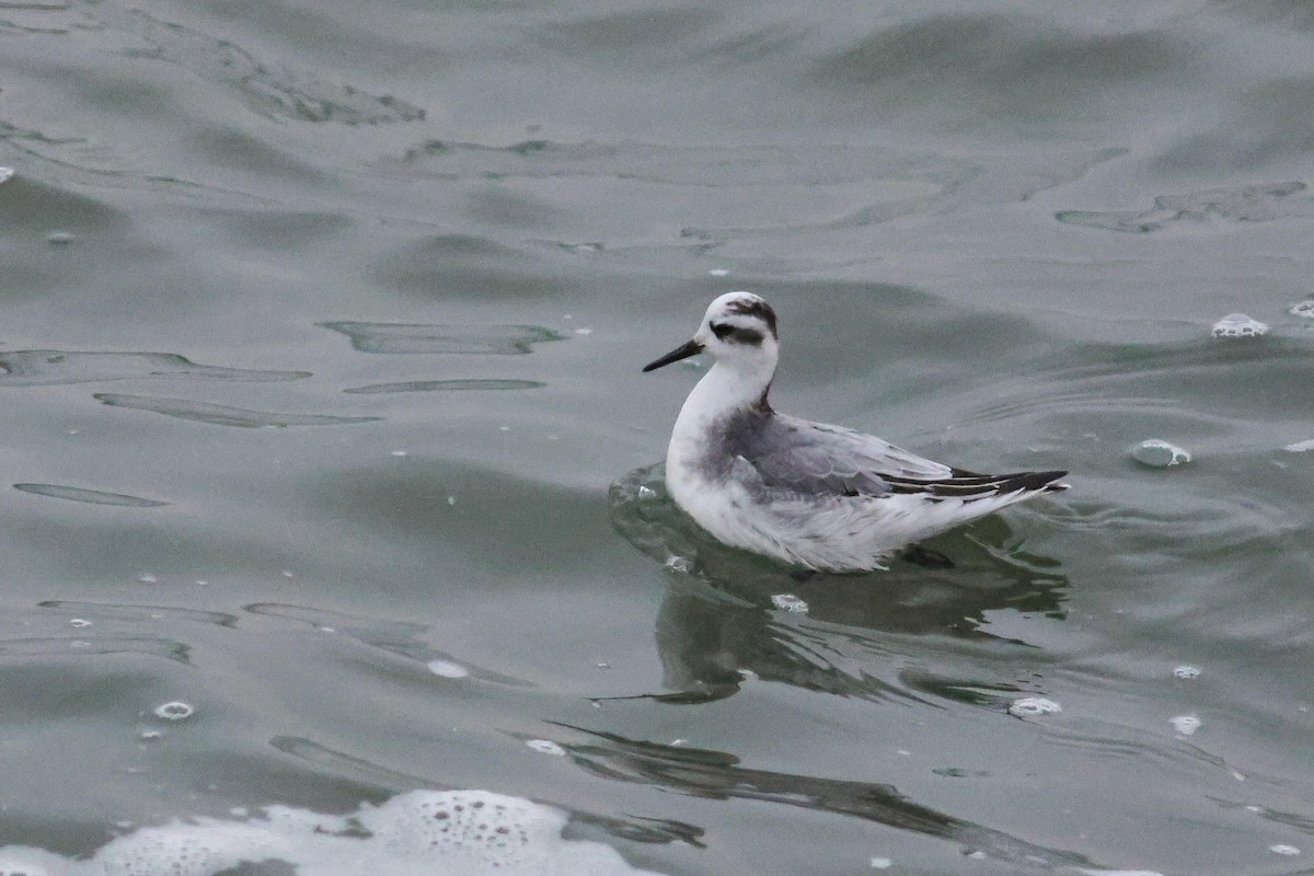 Red Phalarope - ML646920525