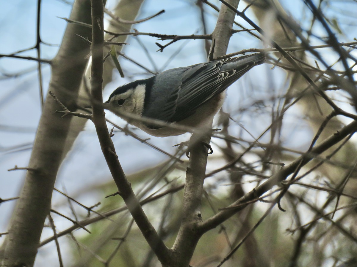 Beyaz Göğüslü Sıvacı - ML646920528