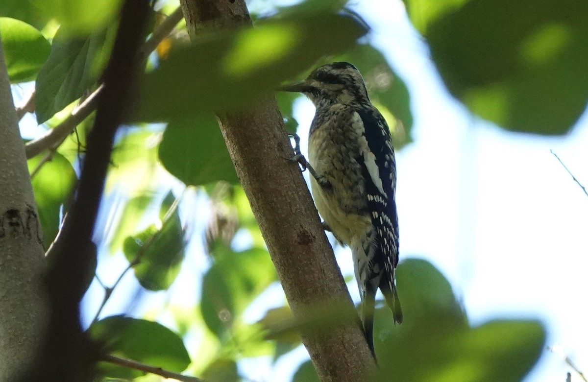 Yellow-bellied Sapsucker - ML646920530