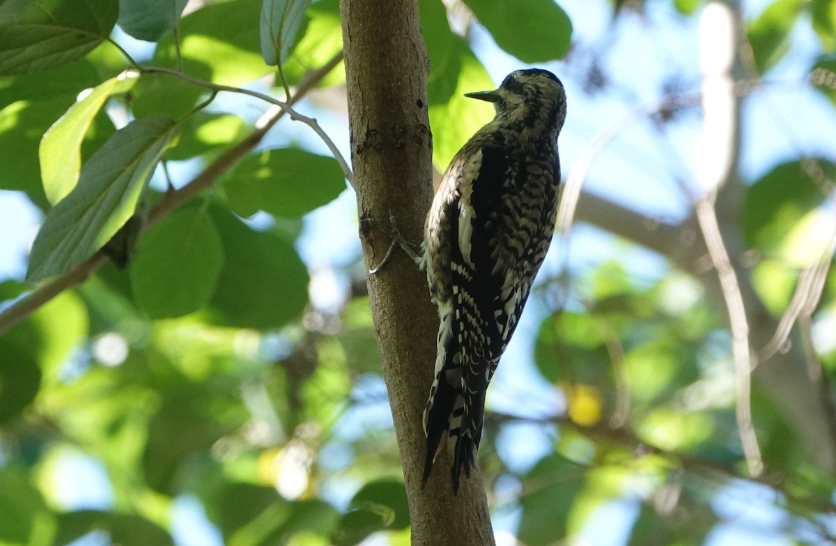 Yellow-bellied Sapsucker - ML646920531
