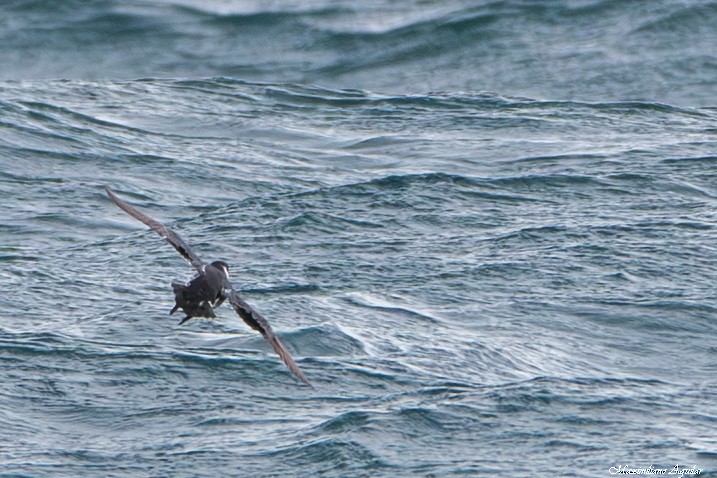 Magellanic Diving-Petrel - ML646920532