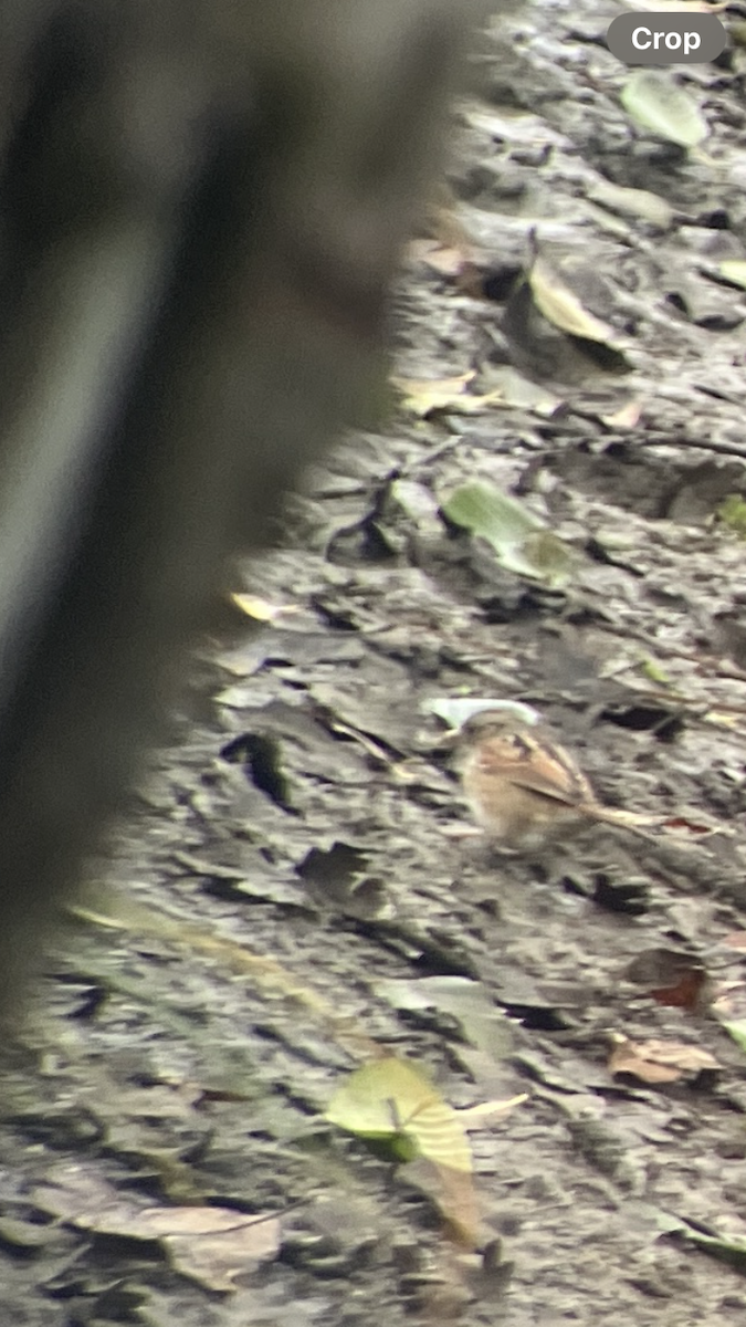 Swamp Sparrow - ML646920535