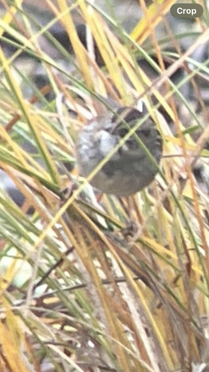 Swamp Sparrow - ML646920538