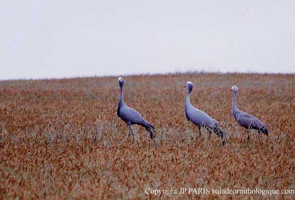 Blue Crane - ML646920540