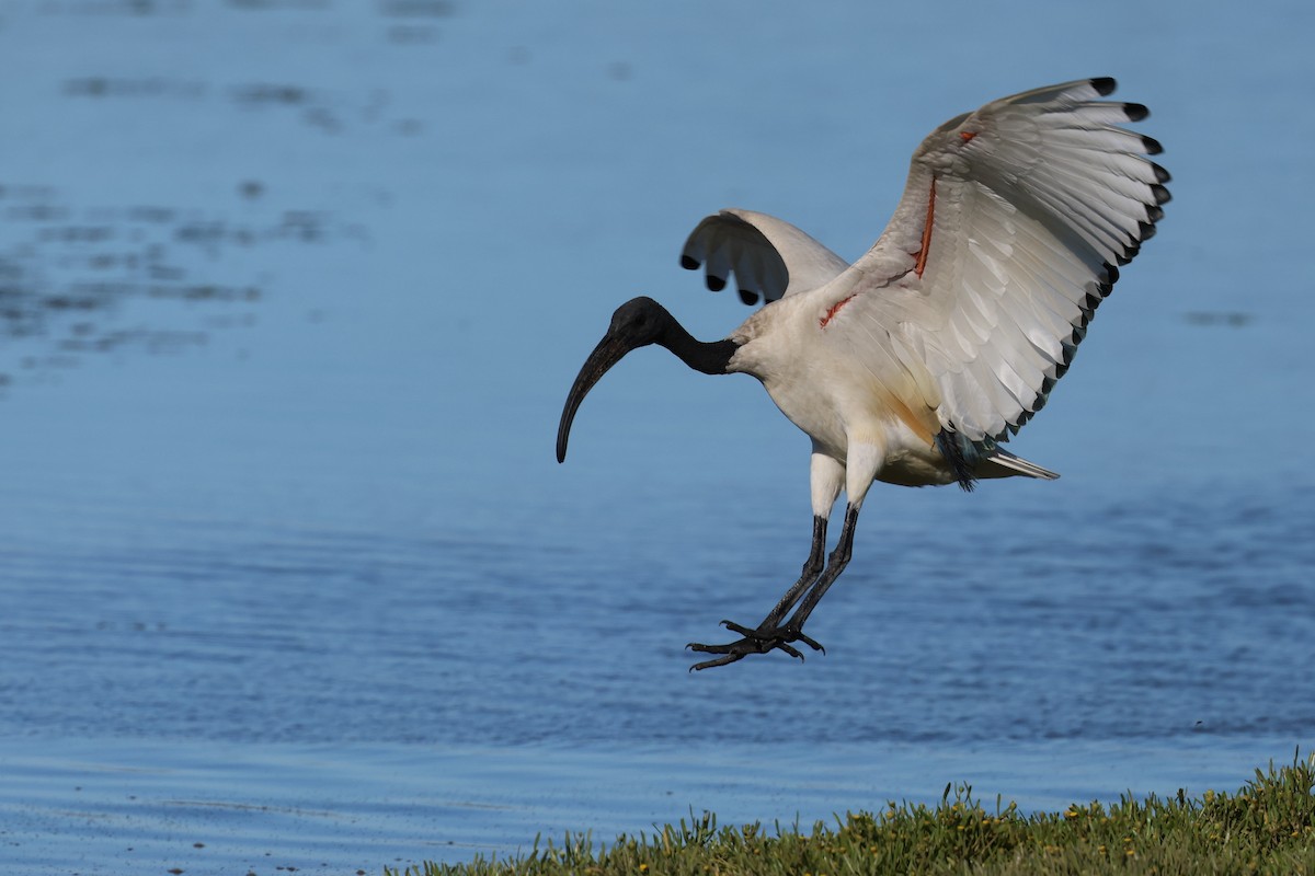 African Sacred Ibis - ML646920542