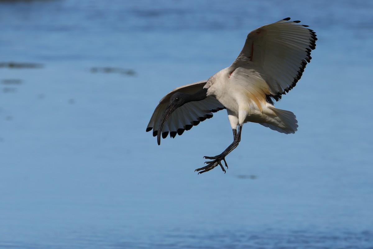 African Sacred Ibis - ML646920543