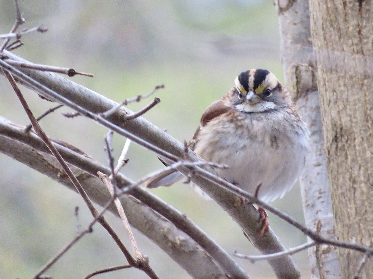 Ak Boğazlı Serçe - ML646920545