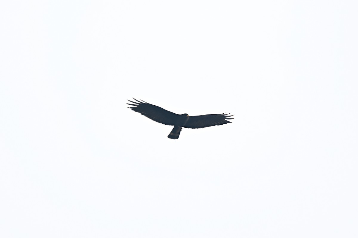 Zone-tailed Hawk - ML646920549