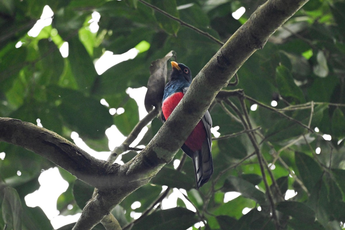 Trogon d'Équateur - ML646920554