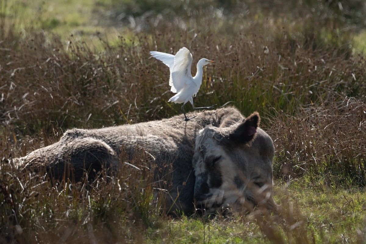 אנפית בקר מערבית - ML646920555