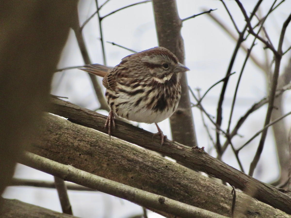 Ötücü Serçe - ML646920556