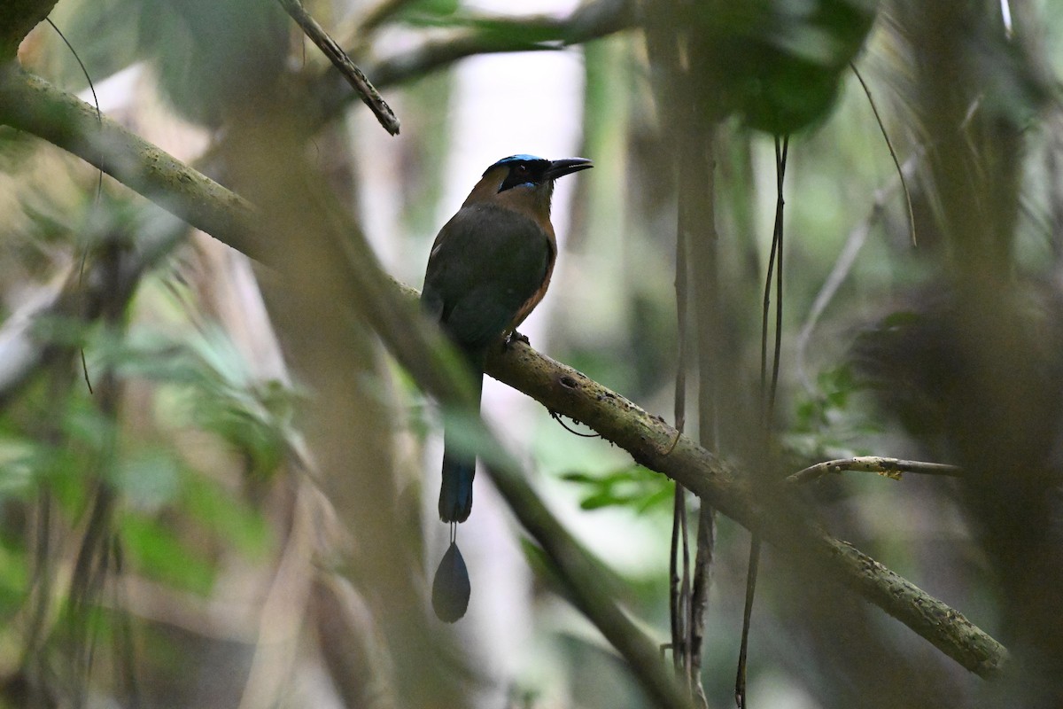 Motmot caraïbe - ML646920562