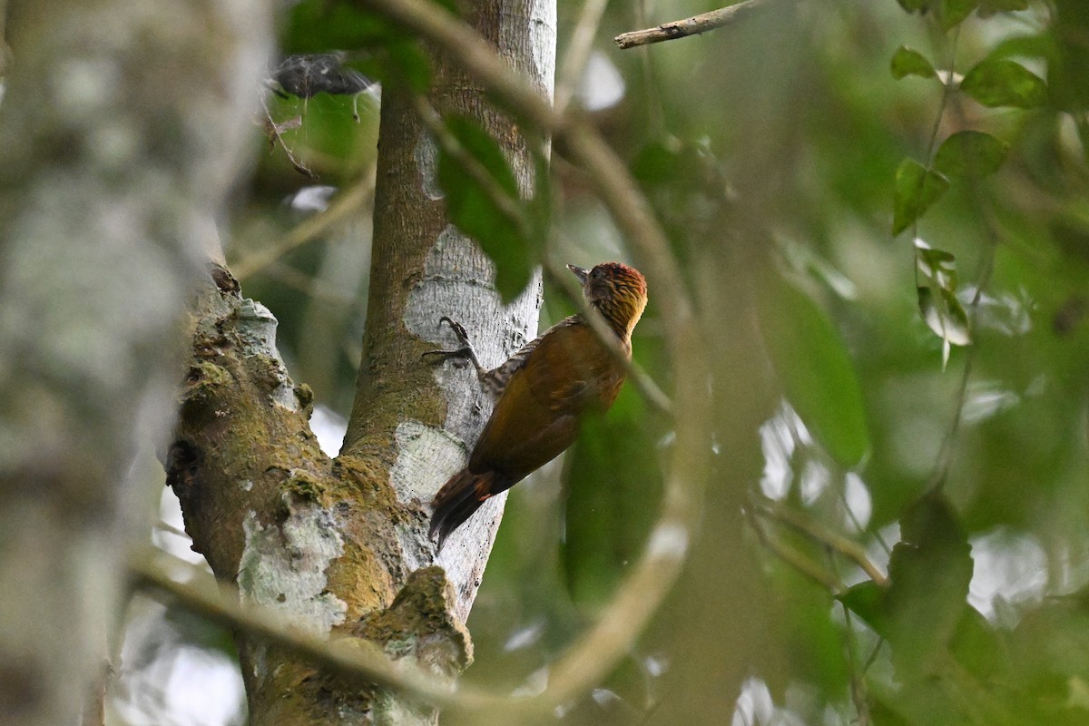 Pic à croupion rouge - ML646920564