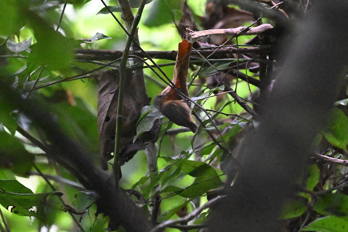 Grisin sombre - ML646920571