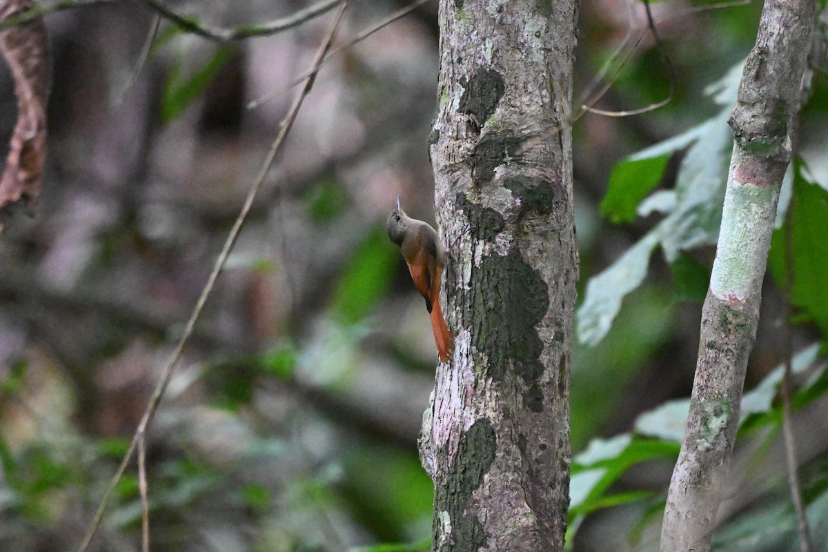 Grimpar fauvette - ML646920576