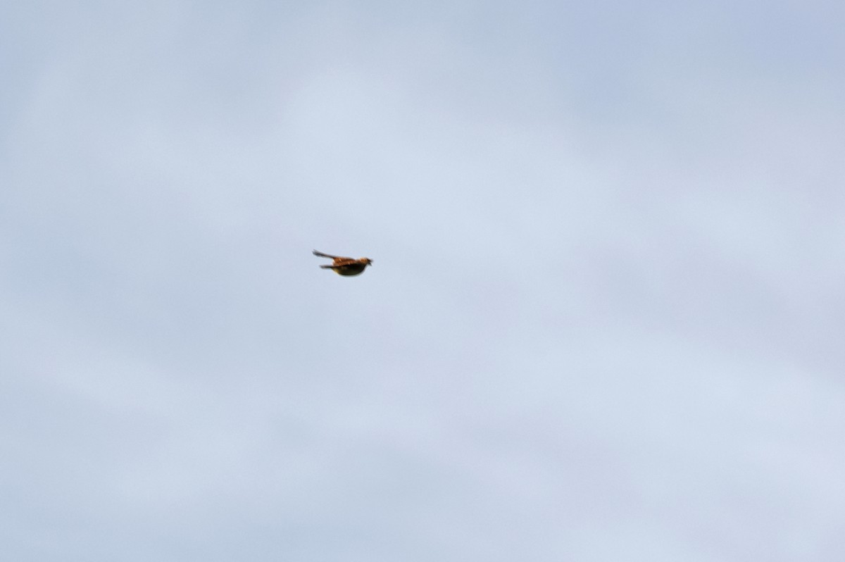 歐亞雲雀 - ML646920580