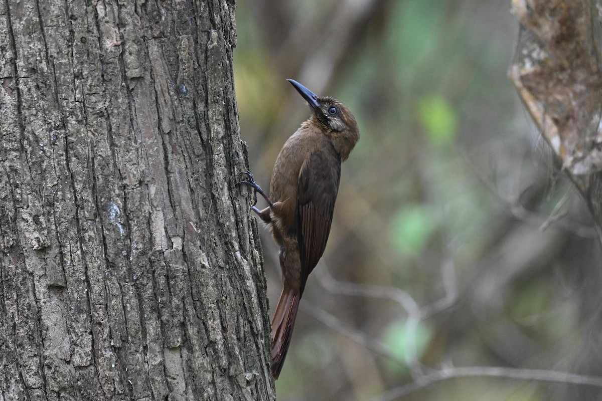 Grimpar enfumé - ML646920581